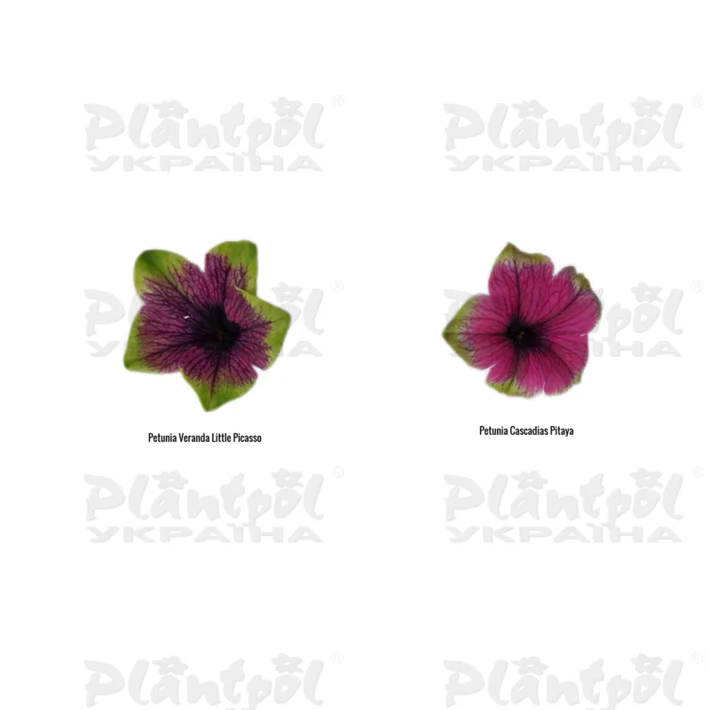 Фото 3