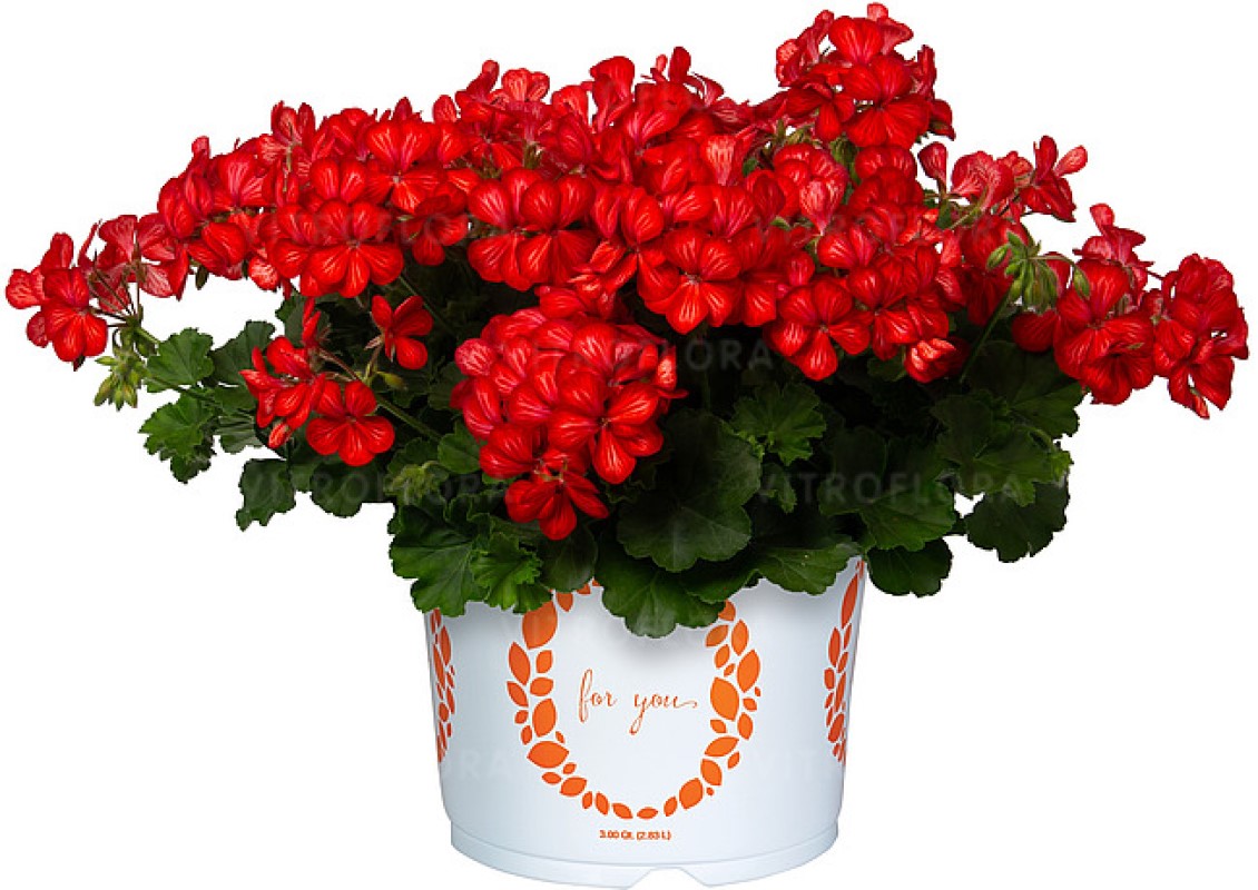 Пеларгонія ампельна Grand Idols Glory Days Red Orange Bicolor