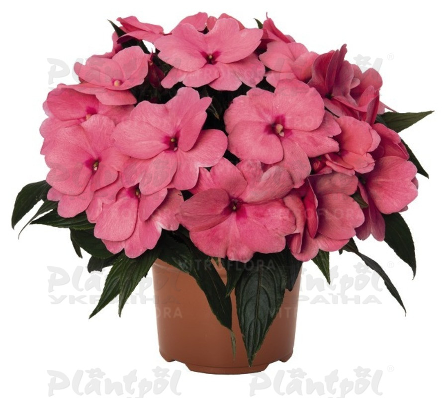 Імпатієнс New Guinea Magnum Clear Pink