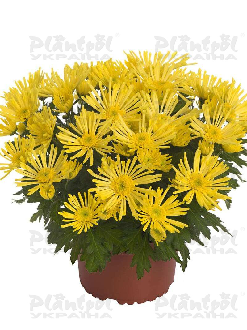 Хризантема середньоквіткова горшкова Hermosa Yellow