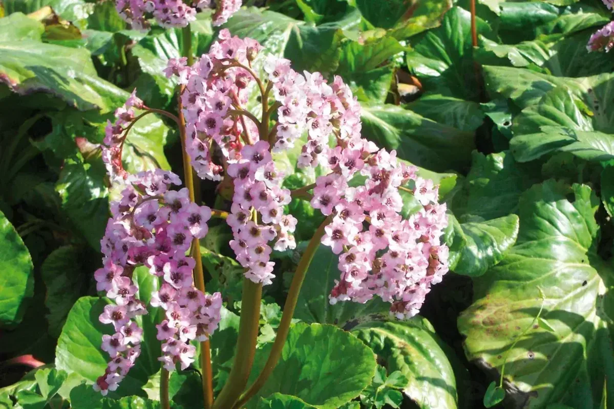 Бергенія cordifolia Rose (Florensis)