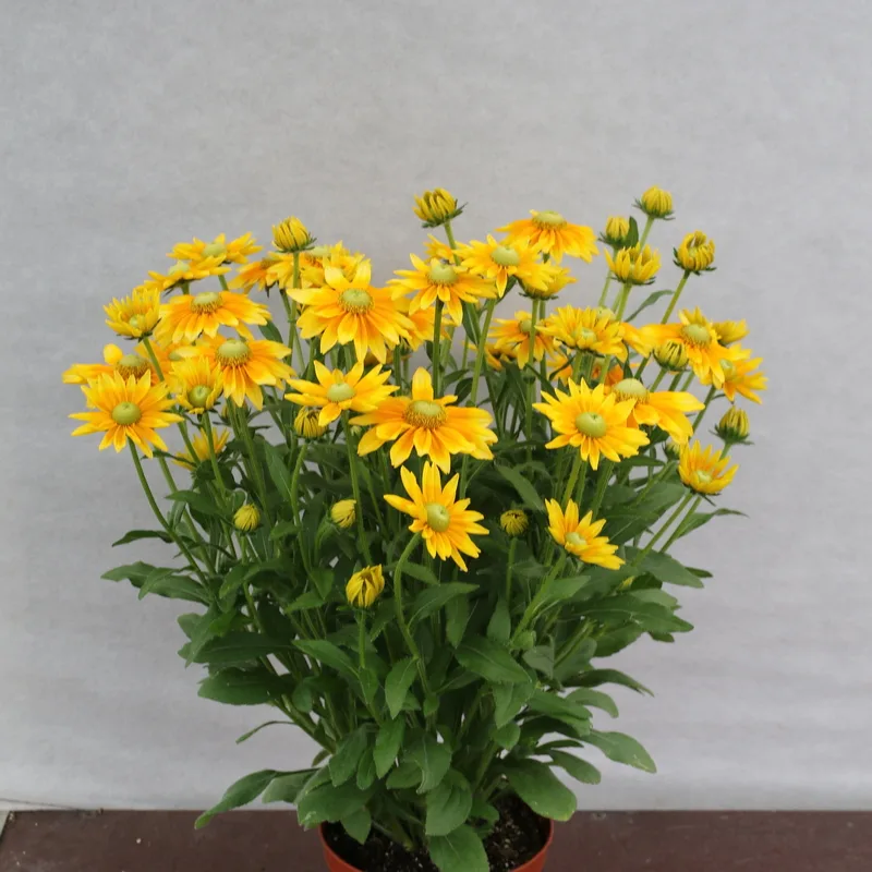 Фото 2