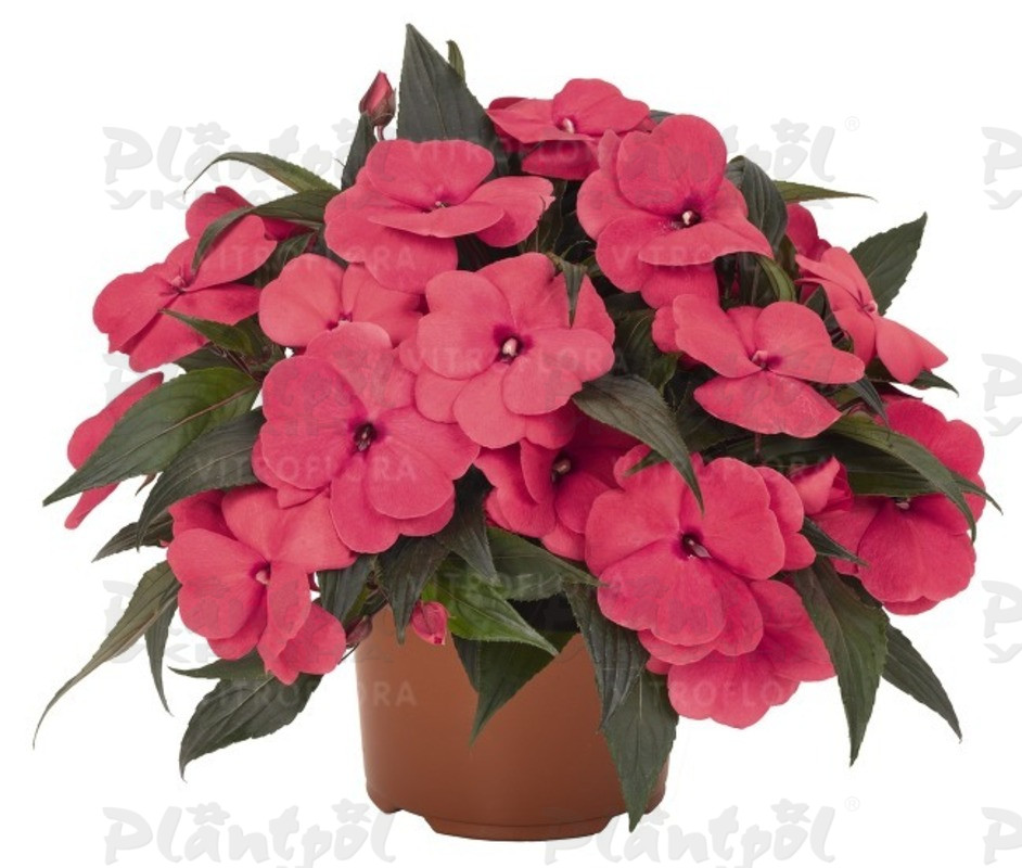 Імпатієнс New Guinea Magnum Hot Pink