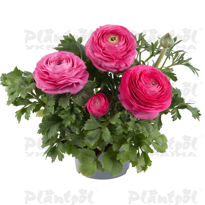 Жовтець Ranunculus Vortex F1 Hot Pink