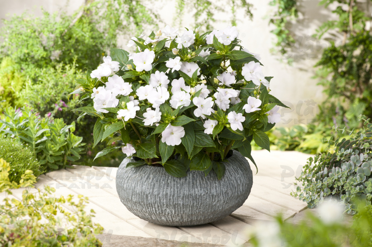 Імпатієнс Sunpatiens Vigorous Clear White