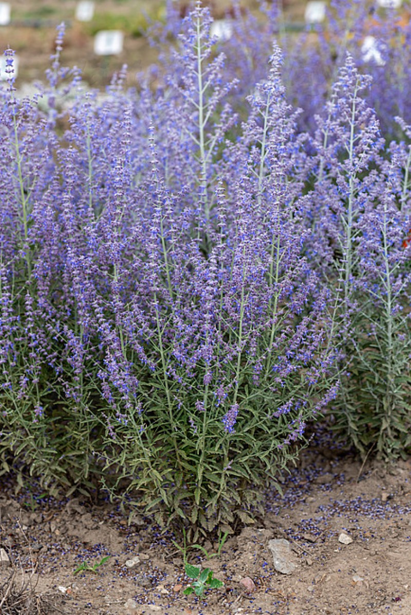 Перовськія Jelena (Vitroflora)