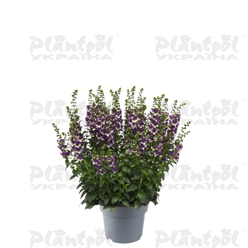 Ангелонія AngelDance Violet Bicolour