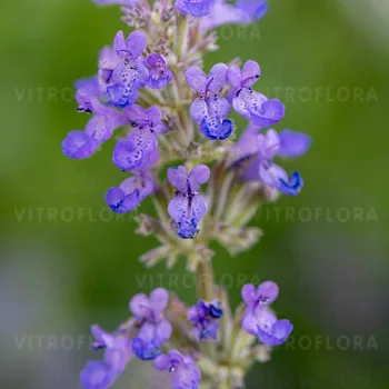Фото 1