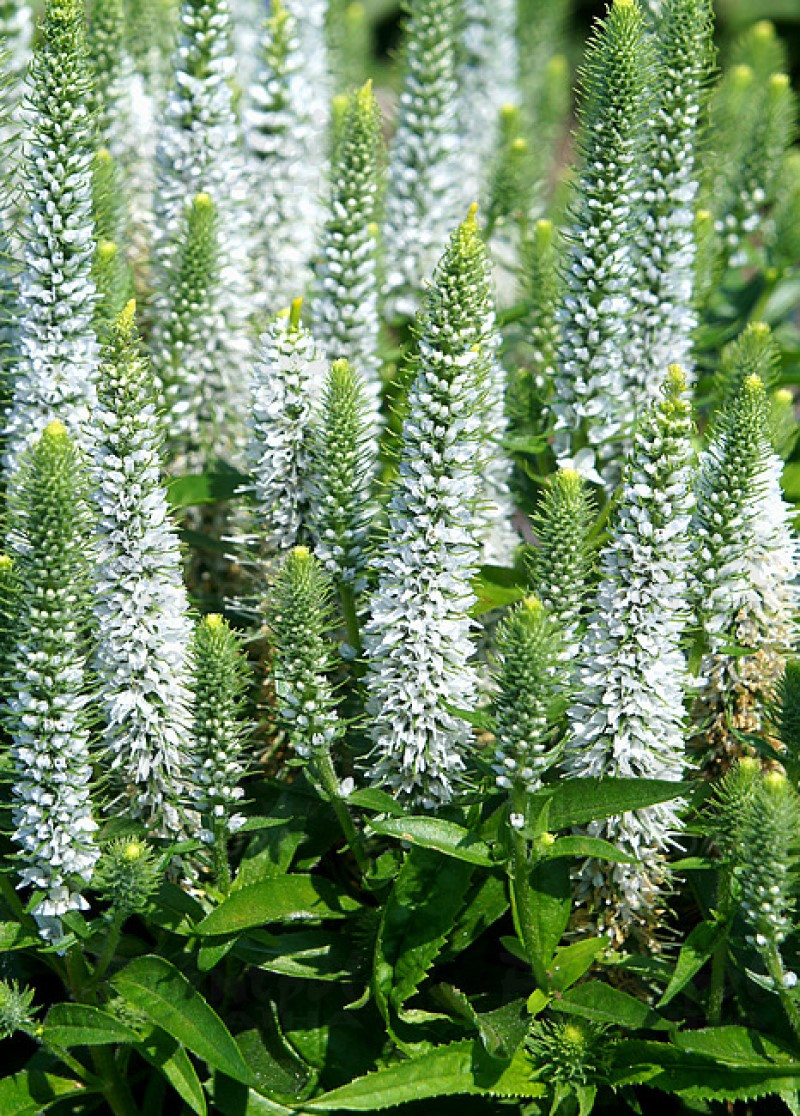 Вероніка Snow Candles (Vitroflora)