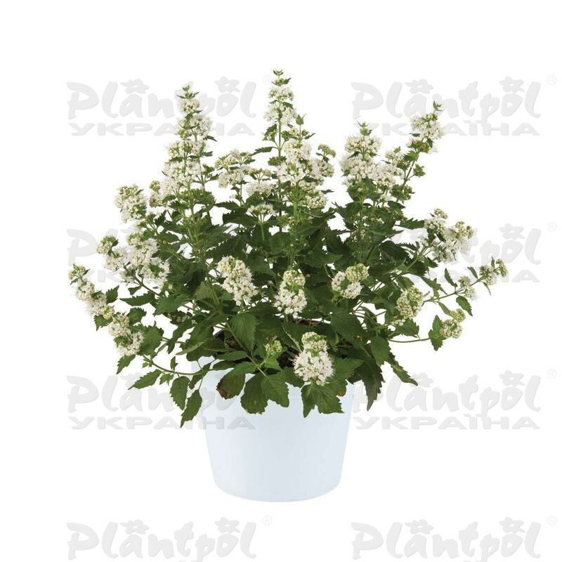 Каріоптеріс incana Pavilion White (Plantpol)