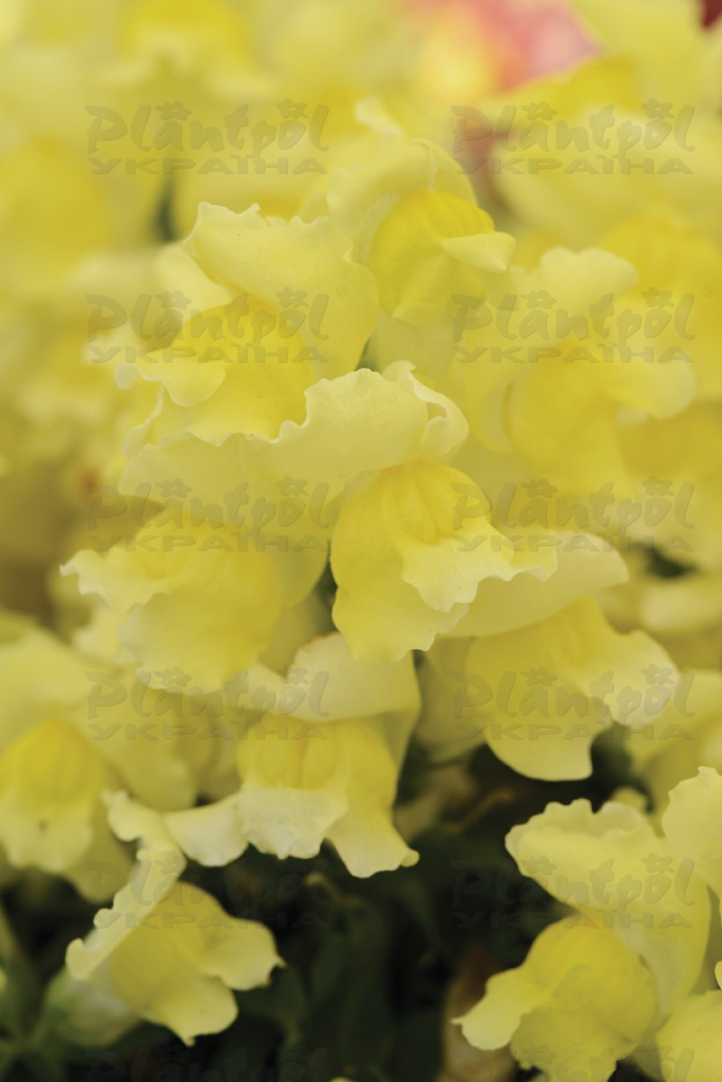 Антірінум majus Snapshot F1 Yellow (288 палета/Florensis)