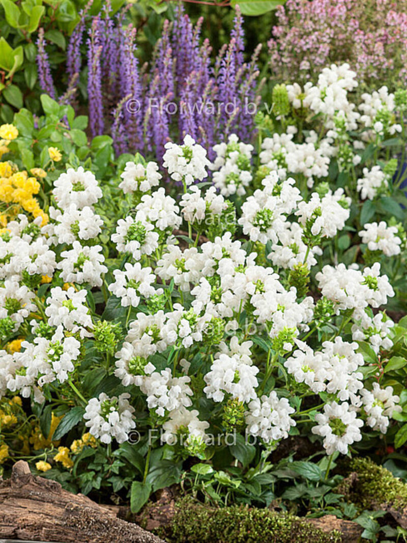 Прунелла grandiflora