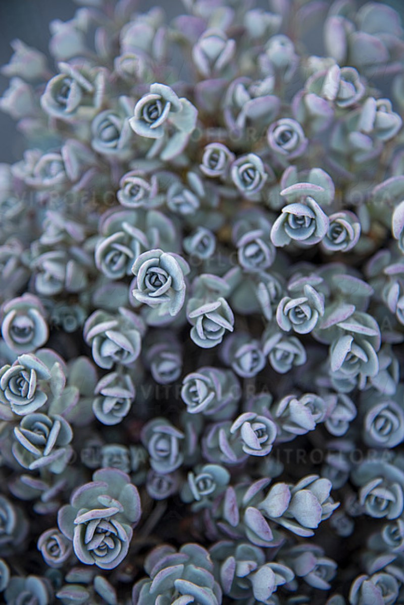 Седум ґрунтопокривний cauticola (Vitroflora)