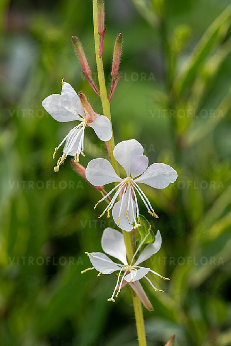 Гаура Corrie`s Gold (vitroflora)