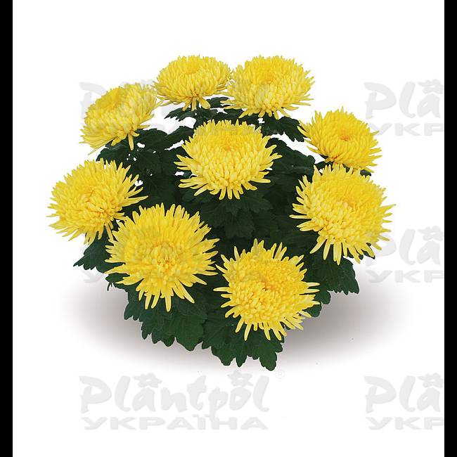 Хризантема великоквіткова горшкова Alaka Yellow (Vitroflora)