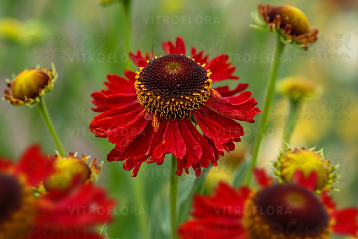 Геленіум Moerheim Beauty (Vitroflora)