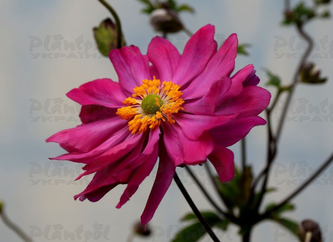 Анемона Bressingham Glow (Vitroflora)