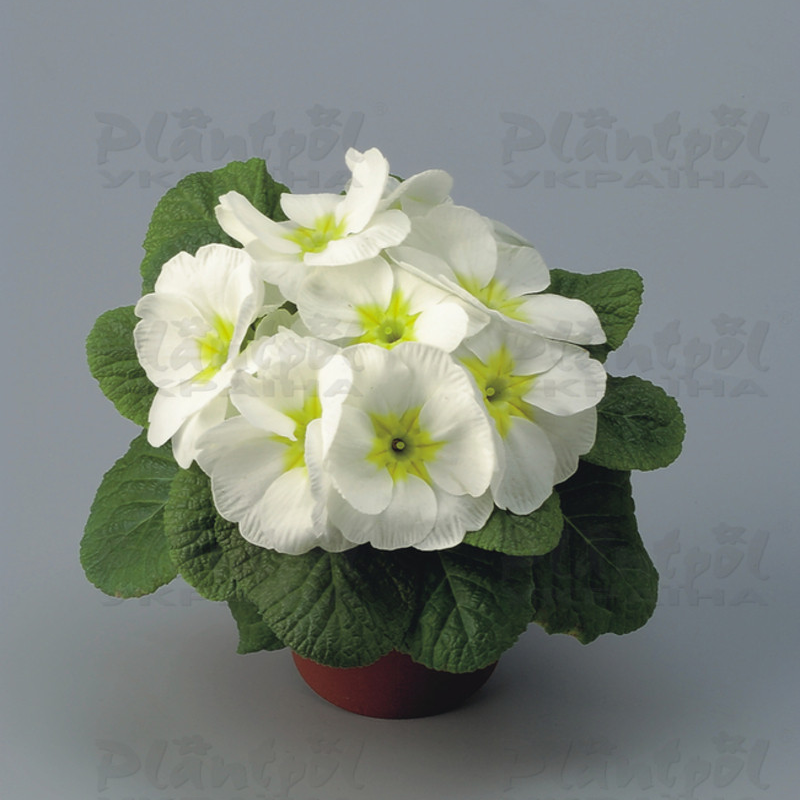 Примула vulgaris Unistar F1 White Green Eye