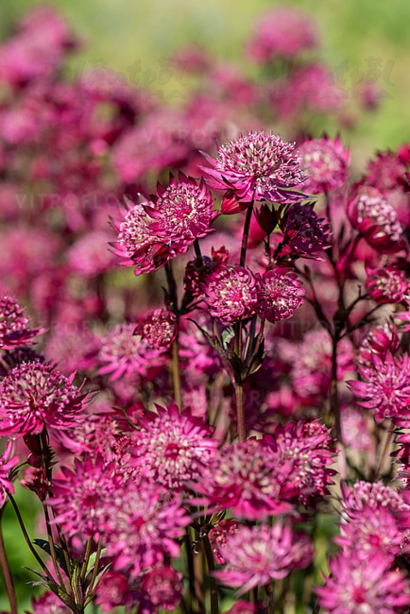 Астранція Astra Red (Vitroflora)