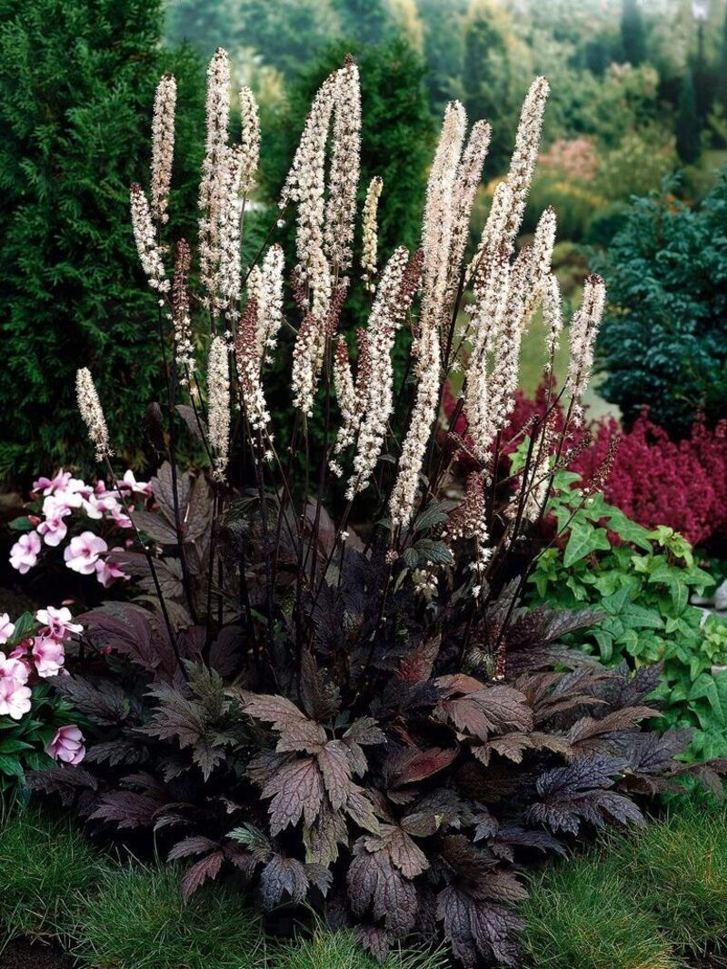 Актея Pink Spike (Vitroflora)