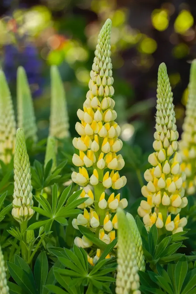 Люпин Lupinova Lenora (Plantpol)