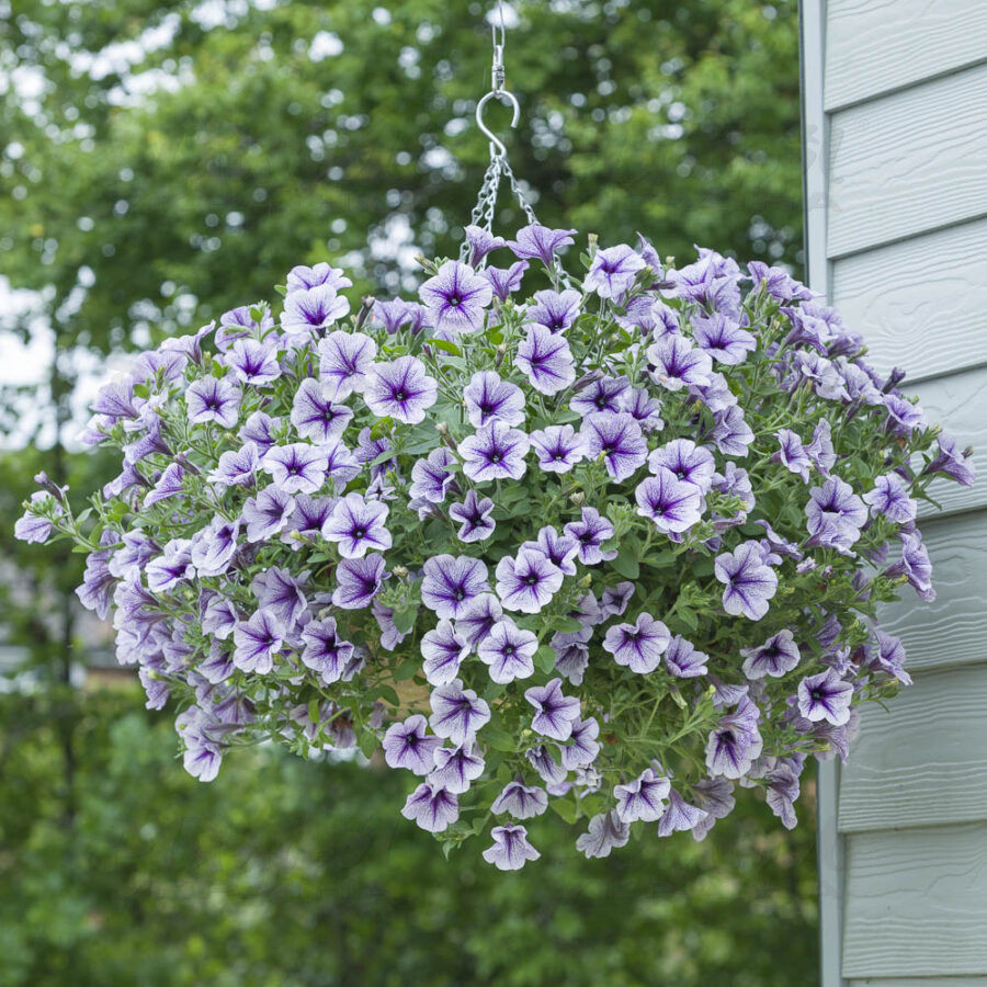 Петунія Supertunia Blueberry Burst