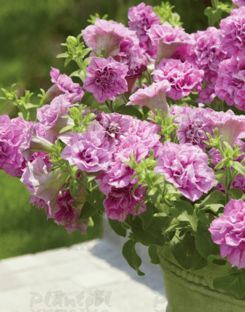 Петунія Surfinia Double Lilac