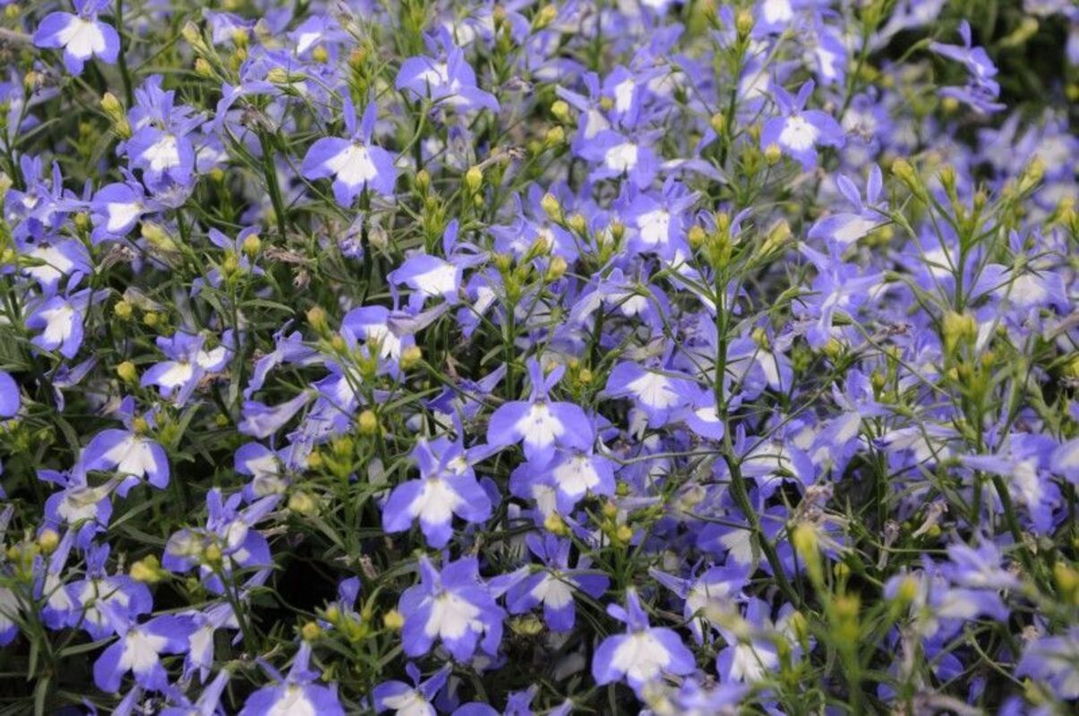 Лобелія Lobelix Blue with Eye