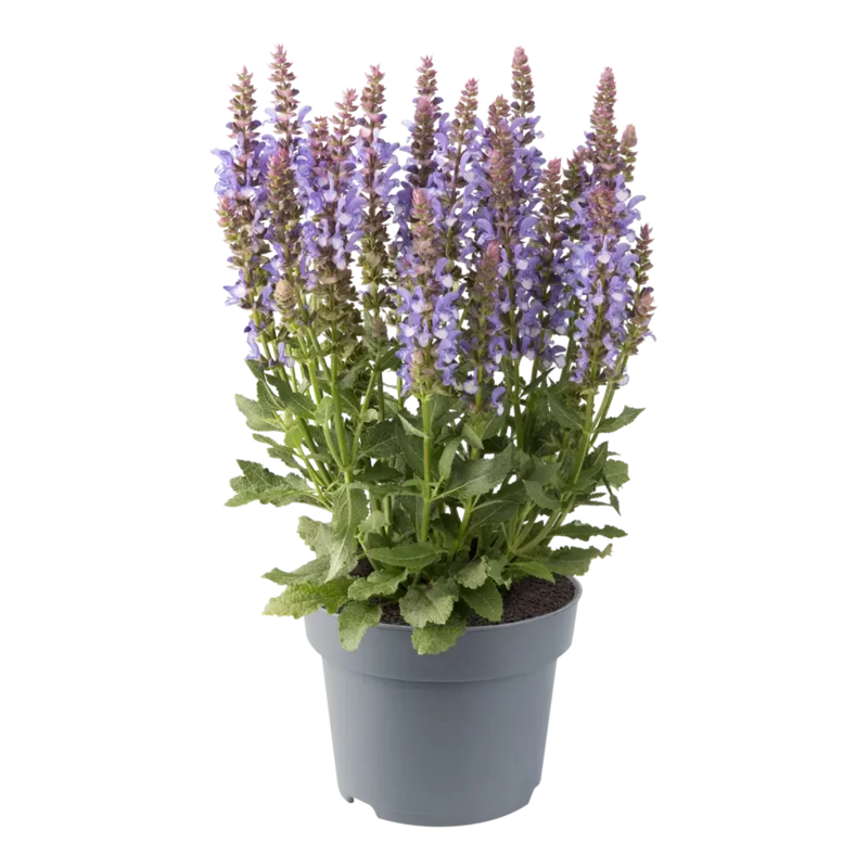 Шавлія Sensation Special Sky Blue Bicolour (Florensis)