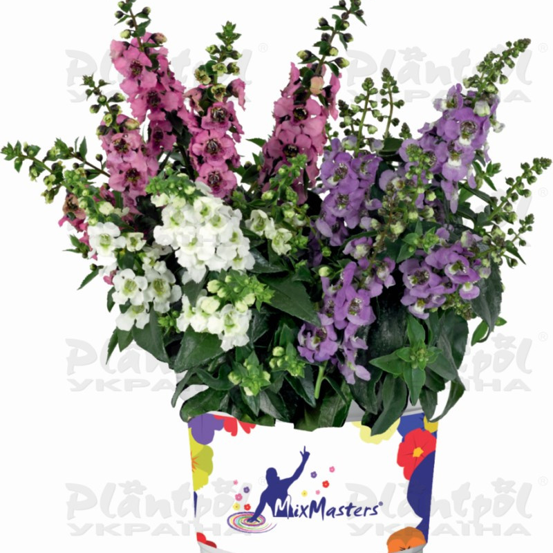 Ангелонія angustifolia Serenita® Mix (288 палета/Florensis)