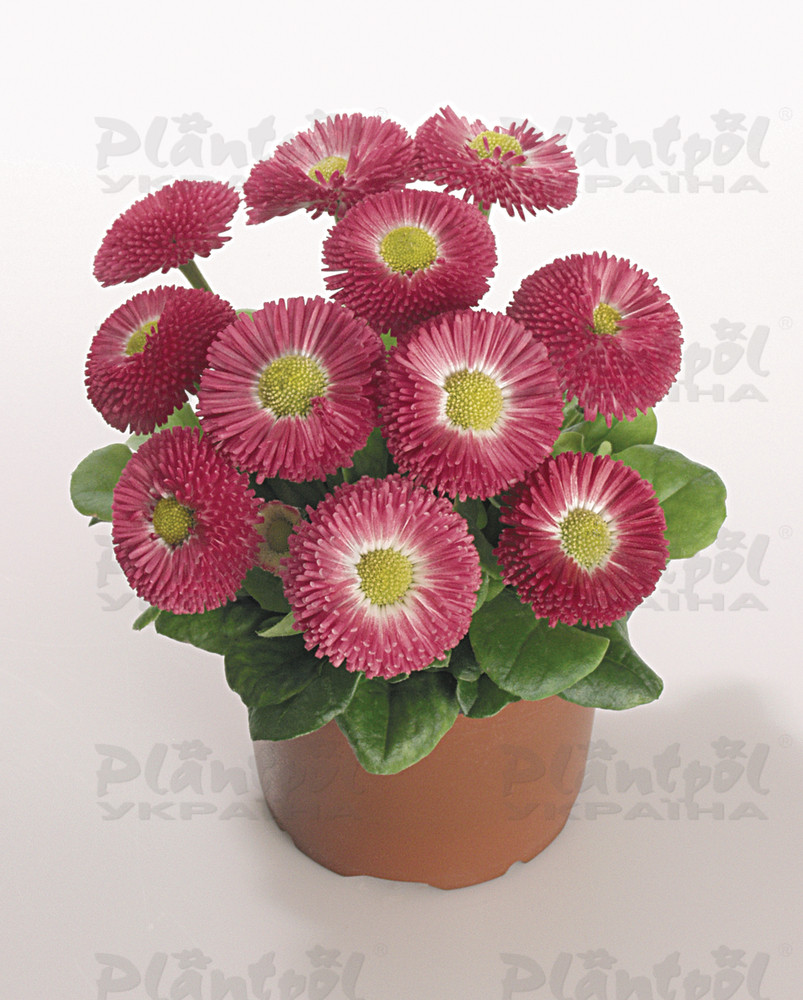 Стокротки bellis perennis Speedstar Plus Rose
