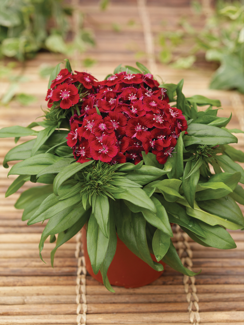 Гвоздика Barbarini® F1 Red (Florensis)