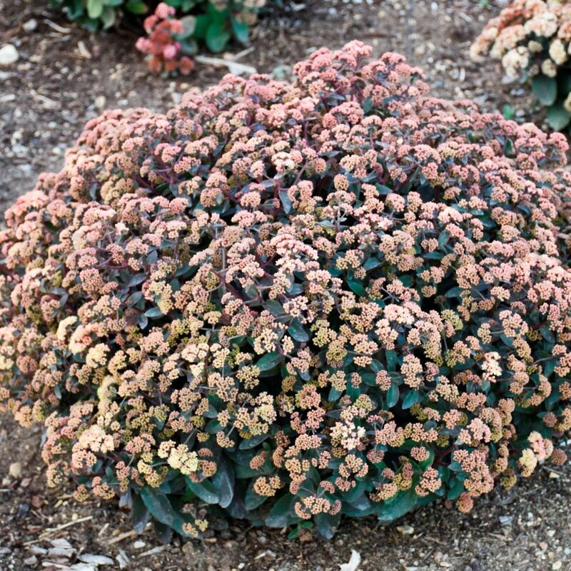 Седум Rock N Grow Tiramisu (Plantpol)