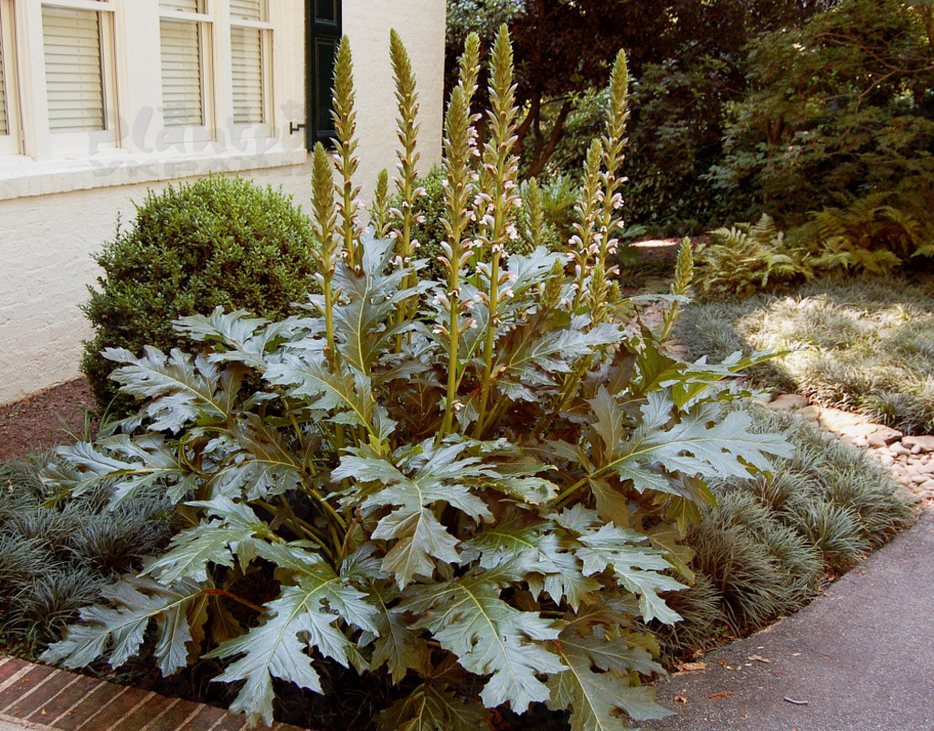 Акантус Tasmanian Angel (Vitroflora)