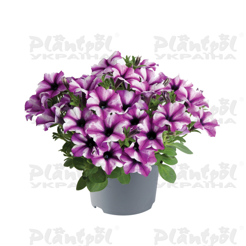 Петунія Specials Rose Stardust