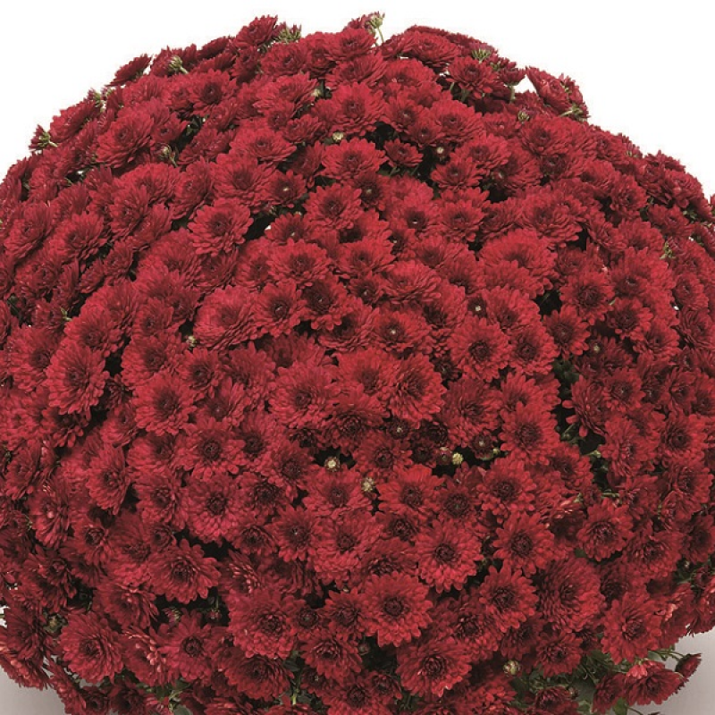 Хризантема дрібноквіткова горшкова Lariva Red (Vitroflora)