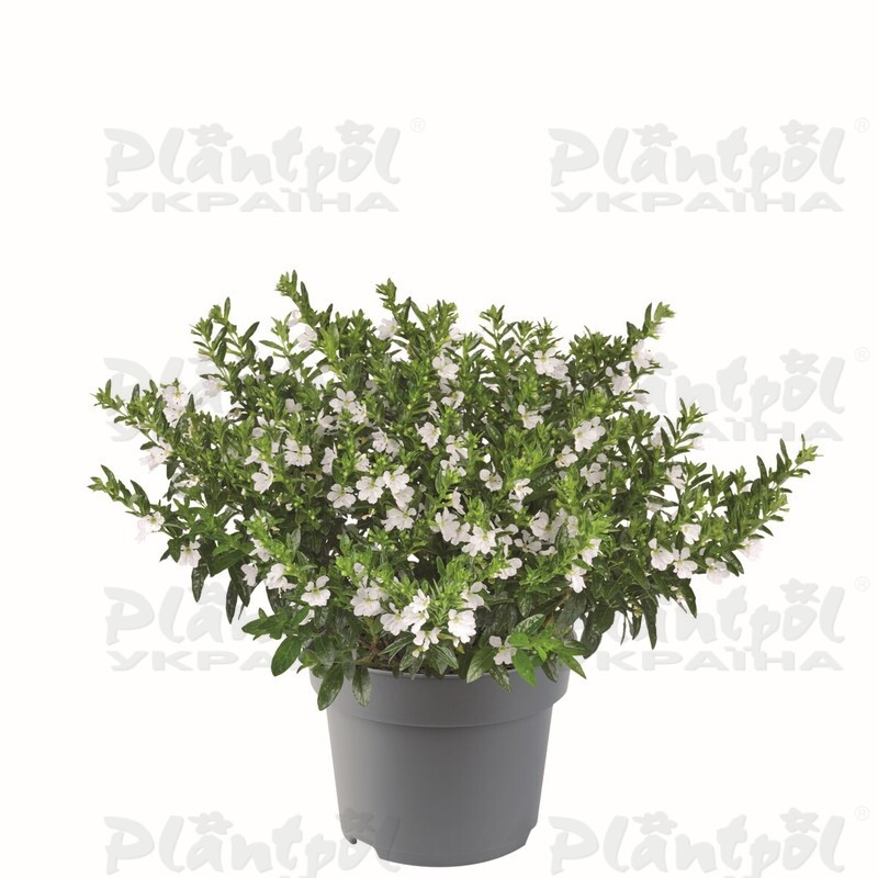 Куфея Myrtis White (128 палета/Florensis)
