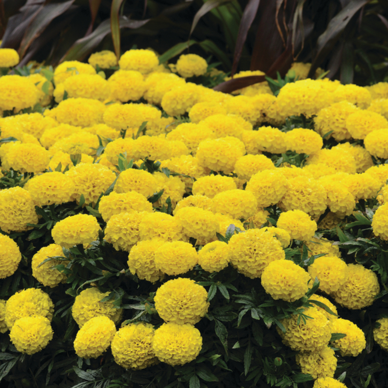 Тагетес великоквітковий erecta Taishan™ Yellow (510 палета/Florensis)