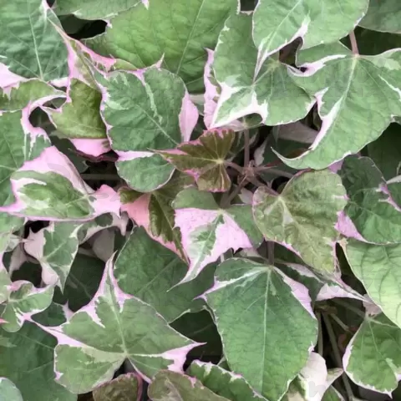 Іпомея batatas Colored Leafs
