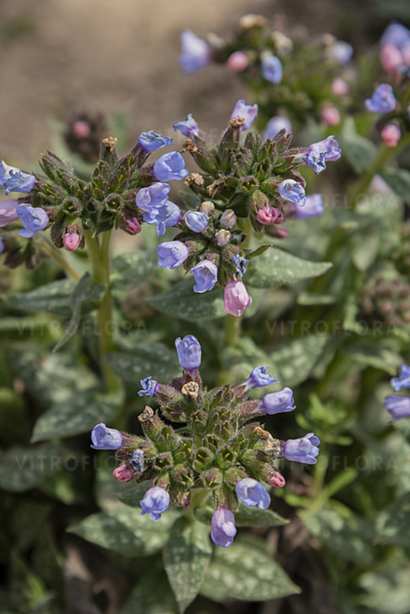 Пулмонарія Twinkle Toe (Vitroflora)