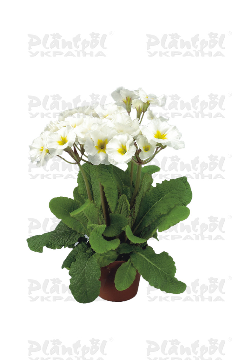 Примула vulgaris Stella F1 White