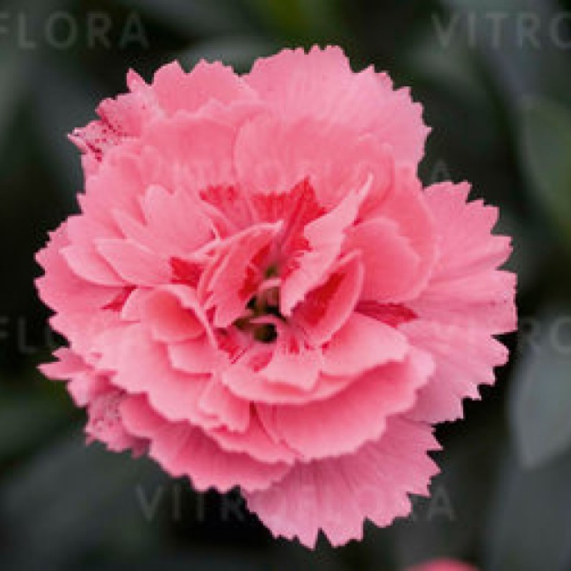 Гвоздика Oscar Pink (Vitroflora)