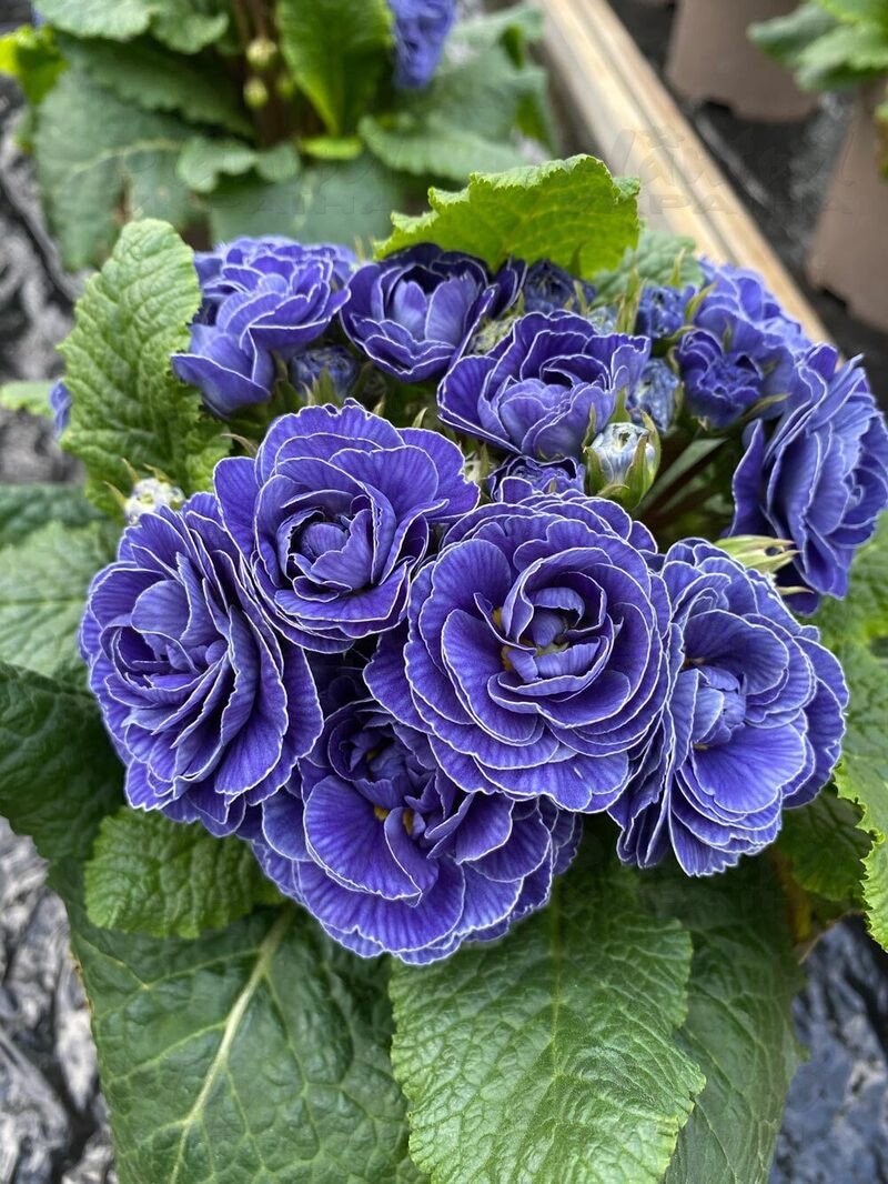 Примула Belarina Baltic Blue