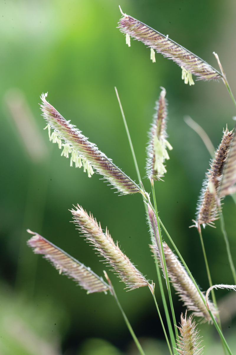 Бутелуа gracilis (Florensis)