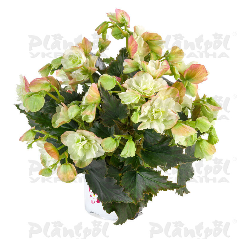 Бегонія Cottage Frivola Magic