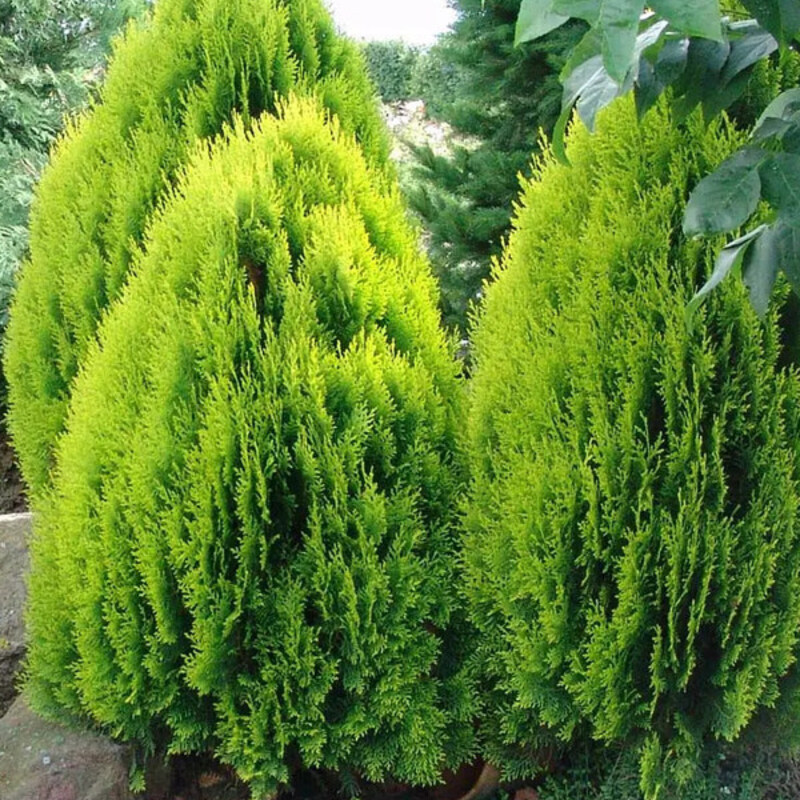 Туя Aurea Nana