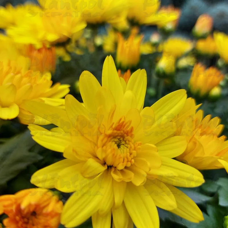 Фото 6
