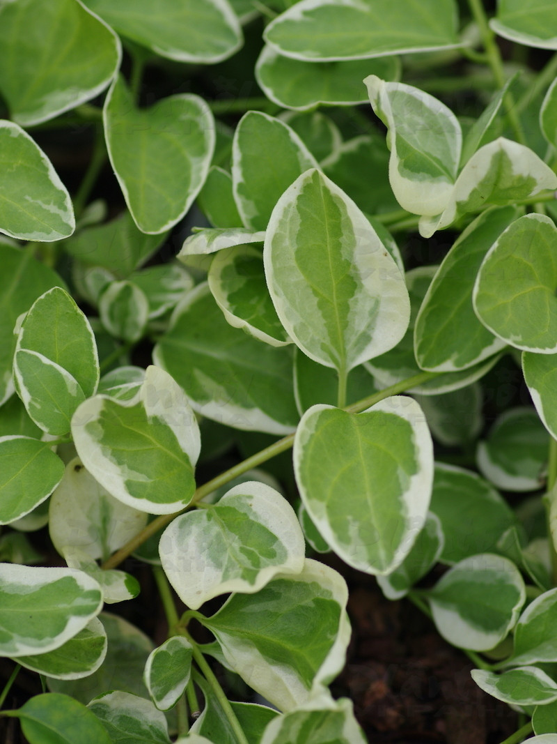 Барвінок (vinca) Variegata