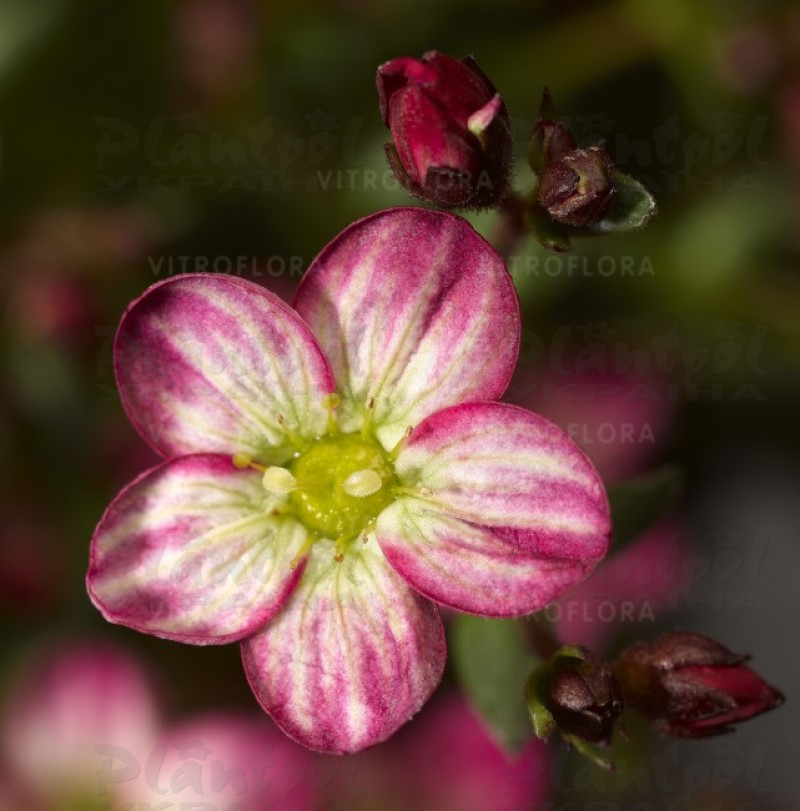 Саксіфрага  Alpino Early Picotee (Vitroflora)
