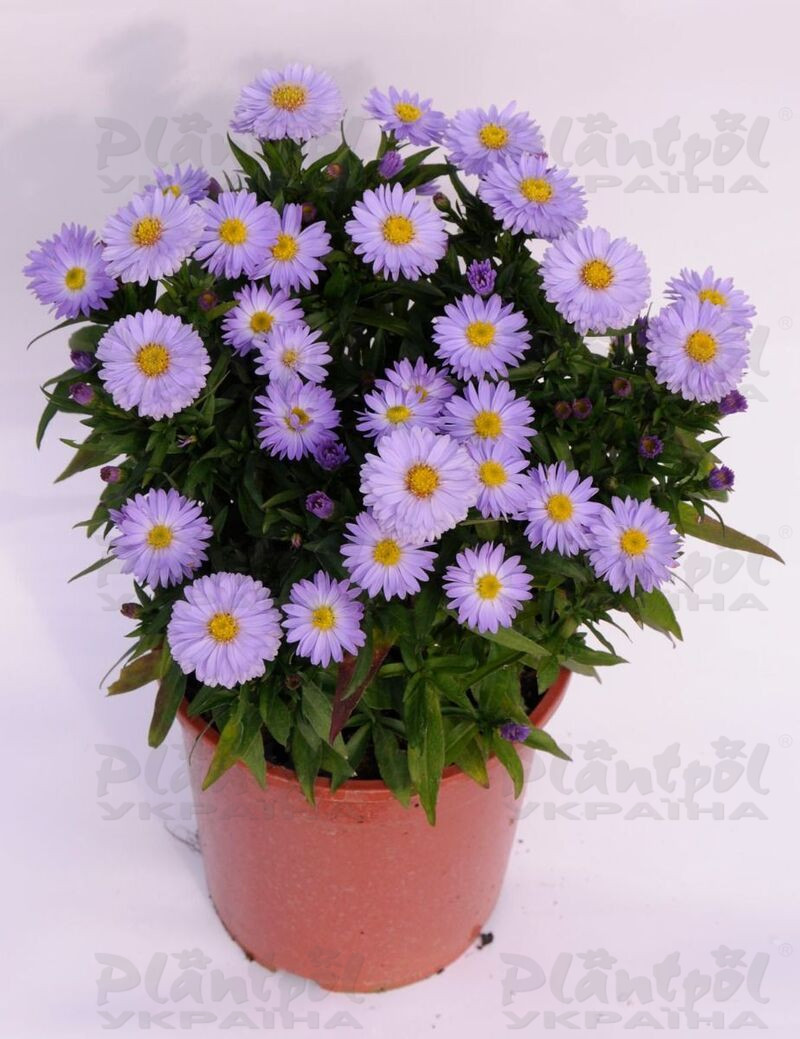 Айстра Aqua Compact (Plantpol)